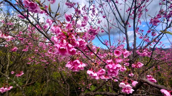 台北狗殷勤古道上平菁42巷下溪山古道賞櫻行2704903