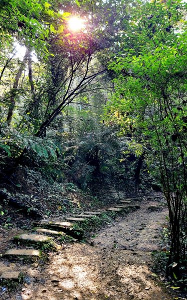 小百岳大棟山405m.青龍嶺.三角埔頂山.鳶山岩2059817