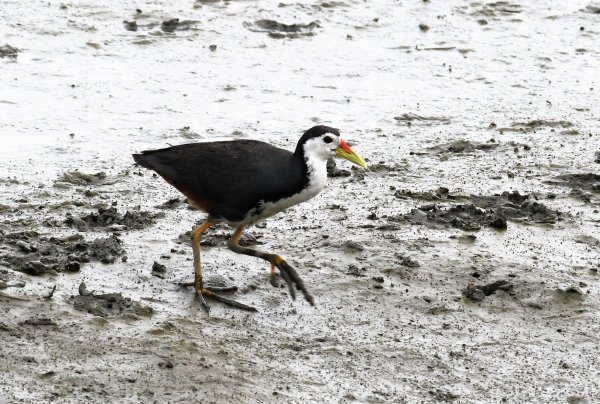 2016年, 九年前, 5, 6月份, 華江雁鴨自然公園2807711