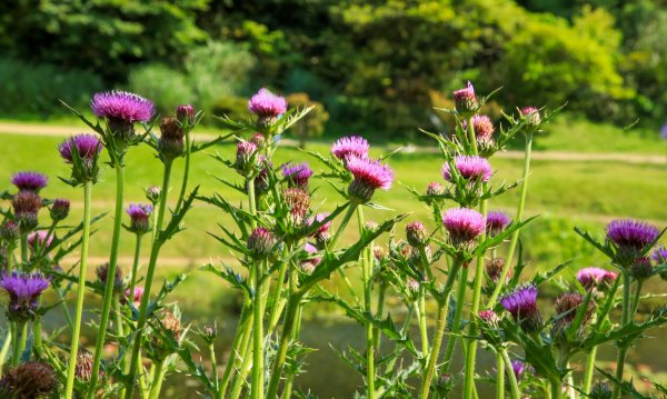 陽明山國家公園小放鬆916913