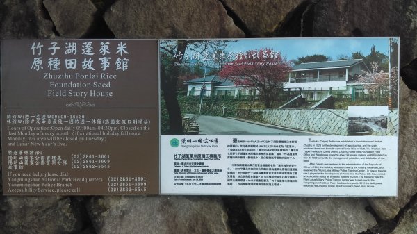 【臺北大縱走2】竹子湖與頂湖賞海芋繡球花981621