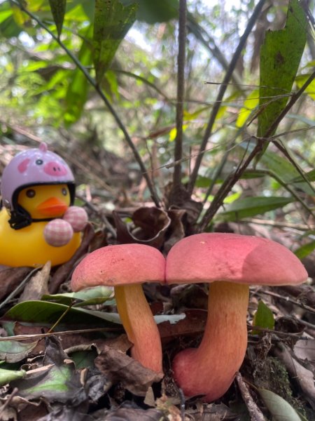 淡蘭古道北中南路全段共15段2567991