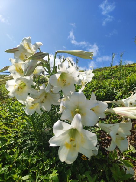 國聖涼亭-百合草原-野柳-駱駝峰-萬里橋頭3057424