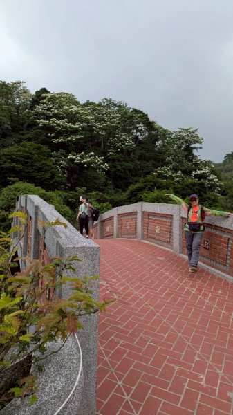 114.05.04三芝桐花步道-百年田梯步道-大鵬足湯公園2779905