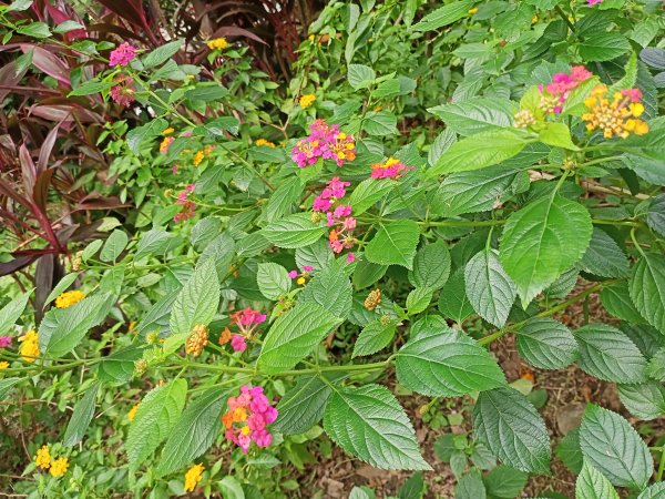 內湖文德三號公園、瑞陽公園《花之饗宴》1903230