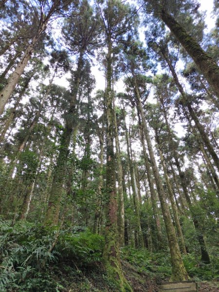 2023.12.27 東眼山2838859