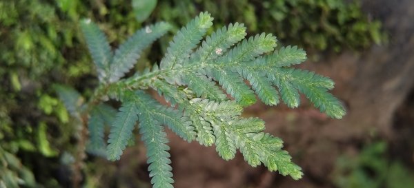 2025/10/26_馬胎古道2925713