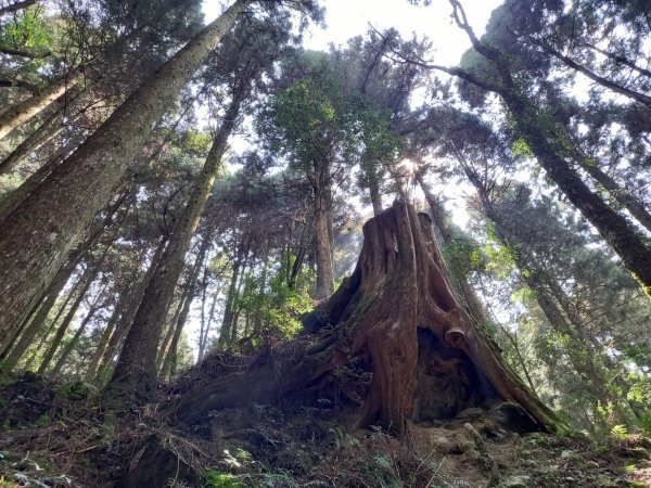 觀霧檜山巨木群步道1315897