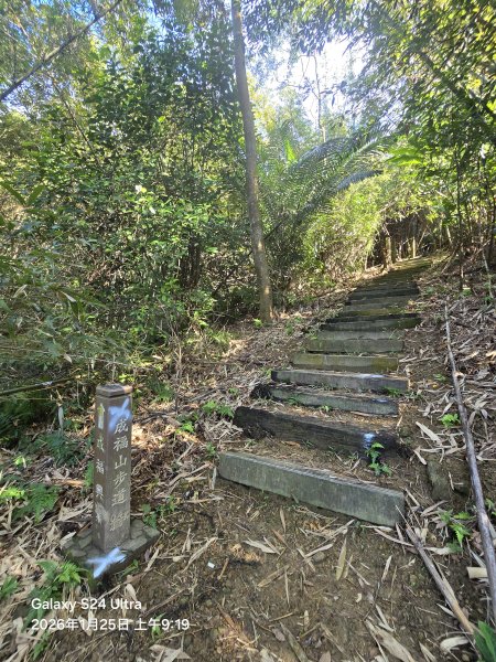 2026-01-25微笑山線：【天上山系】望月亭桐花段2988207