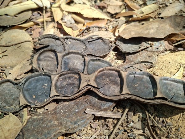 《南投》幸運之花｜草尾嶺步道賞血藤花202603293025011