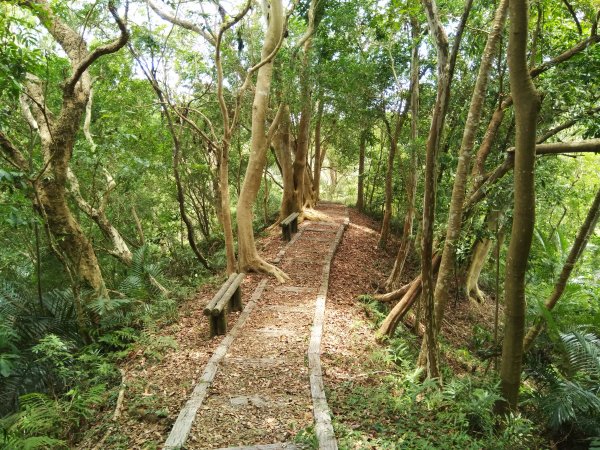 山塘背步道之狗狗奇遇記