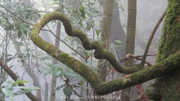 《雲林》望好望角｜石壁山嘉南雲峰步道(中側登山口）202506072805500