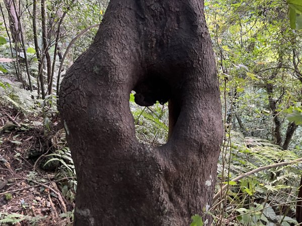 [微笑山線_第六段] 2025_0807 二格山系_和美山螢火蟲段2854616