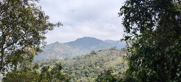 2026/03/15 白冷山步道3016797