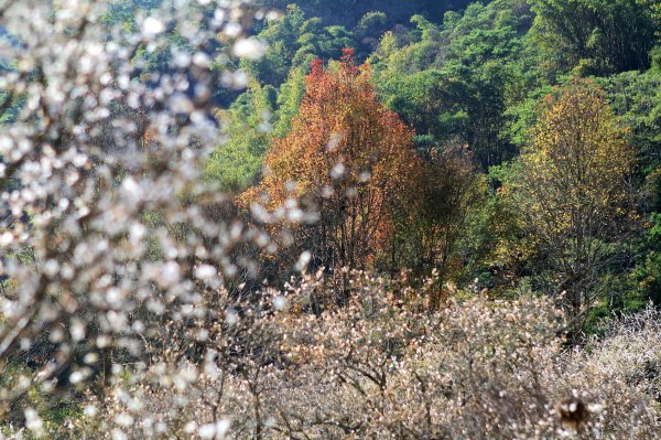 【南投~信義 】牛稠坑賞梅1254933