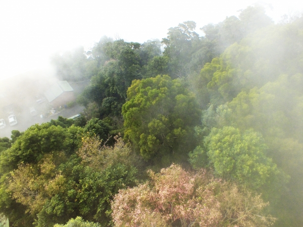苗栗--薑麻園步道7472