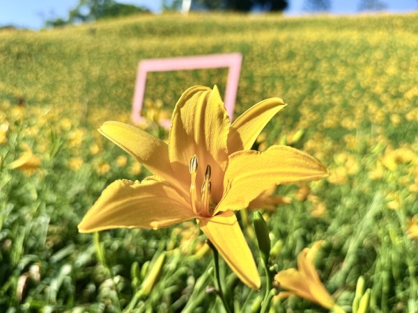 虎山巖賞金針花順撿基石    2025.5.142789458