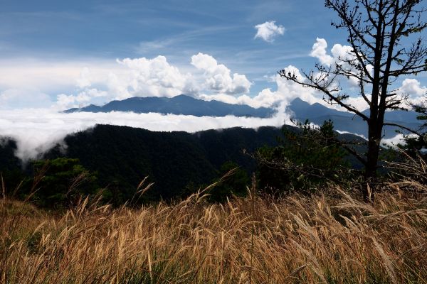 桃山獨走初秋175028