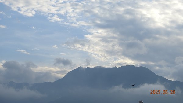 雲山水花鳥蝶 - 天龍國阿伯的日常  瀕危的 #東方白鸛 #A201720219