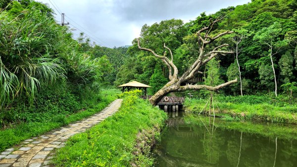 清幽三叉埤，美麗大板根，原始森林中隱藏古厝聚落，令人驚艷的新竹墩子銃古道之旅