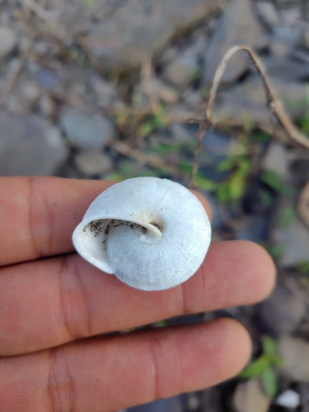 亞麻灣山 日湯真西南峰 亞麻灣山西峰2980012