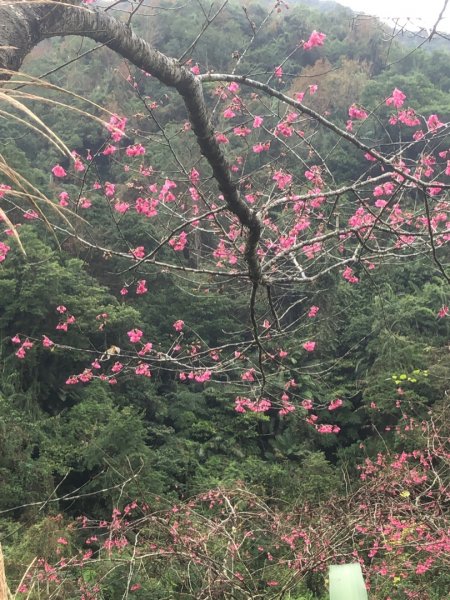 寒溪古魯林道、大元山1577318