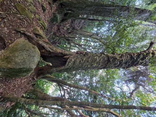 加里山（大坪登山口大O繞）2955445