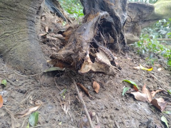 盆貿里山三盆連走2749559