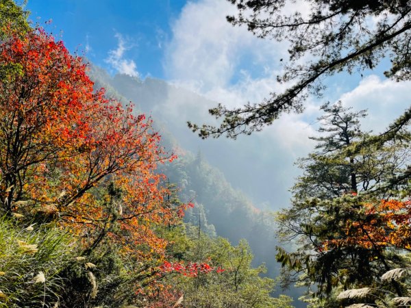 1101211大雪山230林道9.2k/雪山西稜登山口1546541