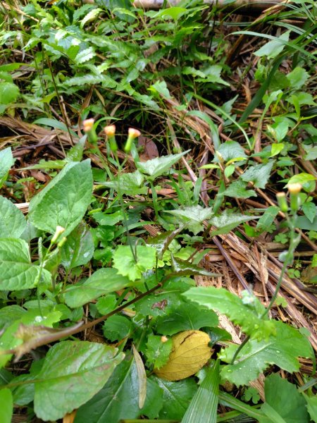 苗栗關刀山2975047