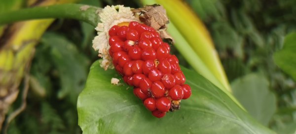 2025/07/06_金牌縱走(觀音洞出發小O型)2829120