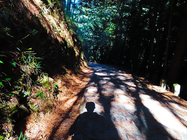 如童話般的森林步道-武陵桃山瀑布步道1190804