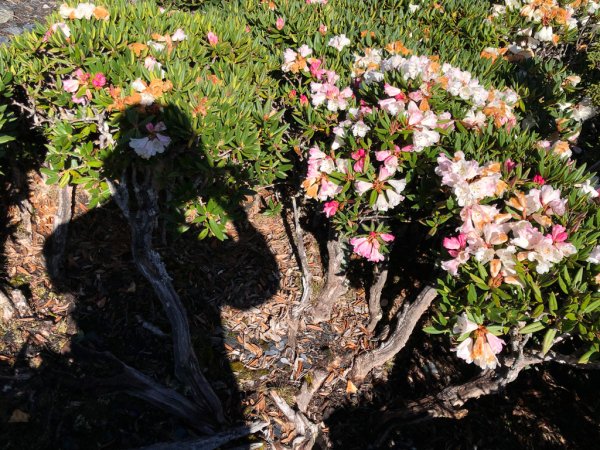 202505八大秀2874064