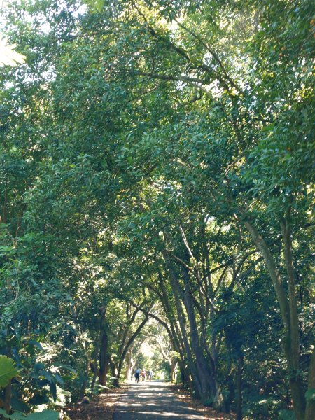 松柏嶺O形2908130