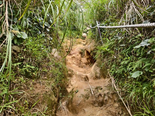 [百山百鳥尋旅-11/15] 2025_0927 大屯主峰-連峰步道_大屯山西峰2899463