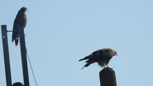 雲山水花鳥蝶 - 天龍國阿伯的日常7/18 & 21、22、292553944