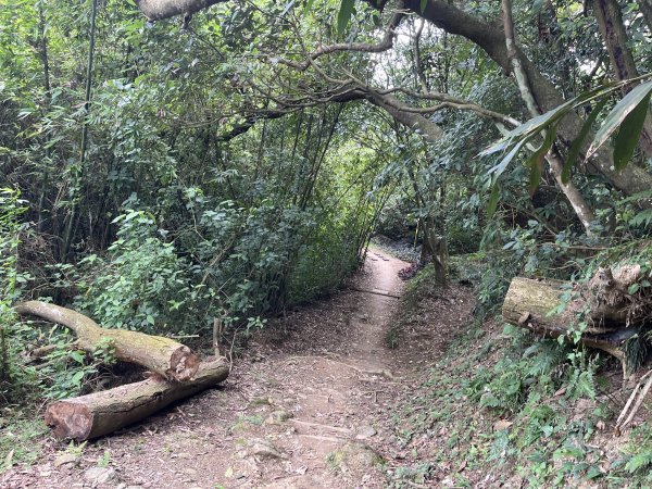 [微笑山線_第一段] 2025_0720 大棟山系_青龍嶺2843483