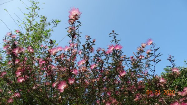 追花是簡單的快樂，賞花是恬淡的幸福3819024