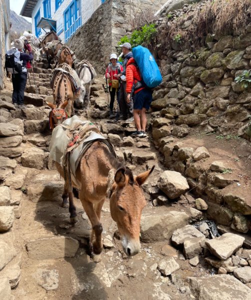 尼泊爾EBC馬牛螺羊動物寫真-山屋-協作-美食2789015