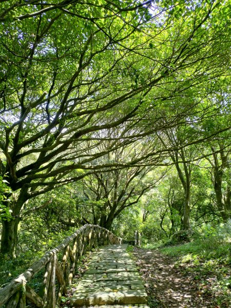 中正山步道-竹子湖來回