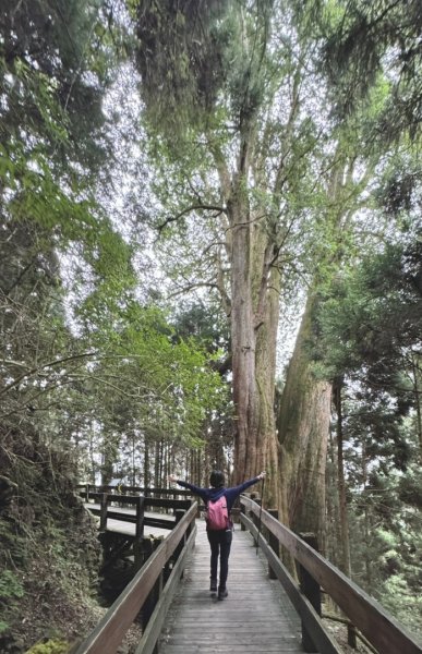 檜山巨木群步道2334294