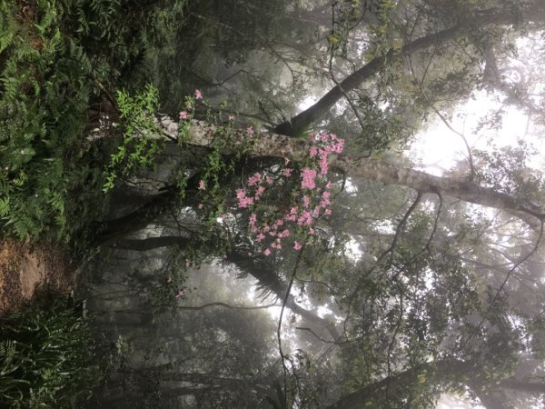 溪洲山2736188