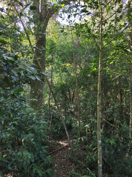 2024.11.29 騎龍山+騎龍古道2990407