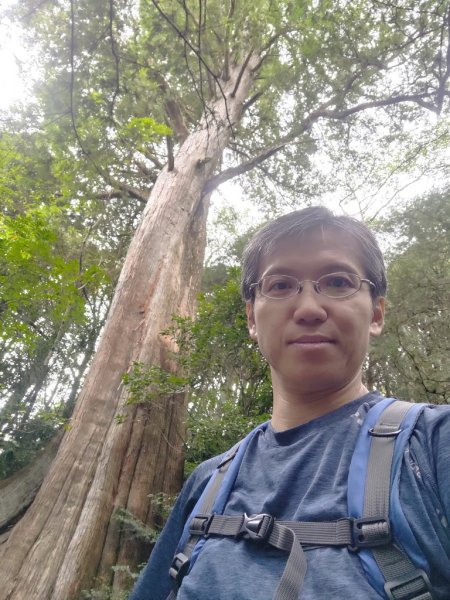 【新竹縣五峰鄉】檜山巨木森林步道