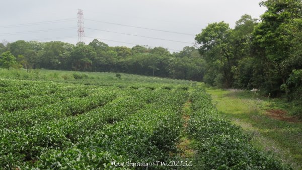 《苗栗》桐花茶園｜四月雪小徑登慈濟山三義山202504272771214