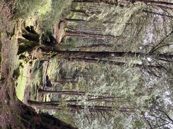 1131215大塔山步道2669078