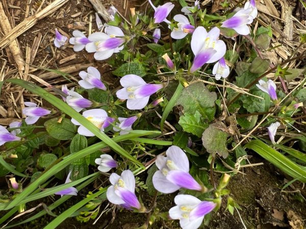 4/12台北大縱走第二段小油坑到二子坪2763653