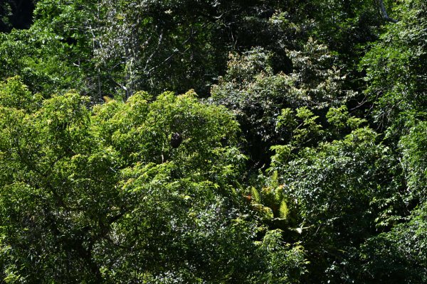 2025_0628 大羅蘭溪古圳步道(福山馬岸)2825229