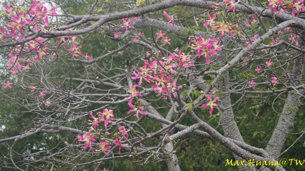《台中》雙園連走｜東大公園連走都會公園202310072306021