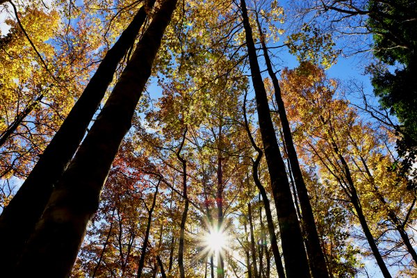 【戀戀楓紅】霞喀羅賞楓行2675616